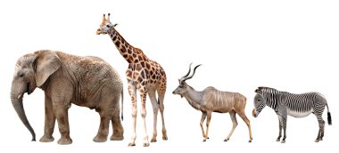 Giraffe, Kudu, Zebra and Elephant