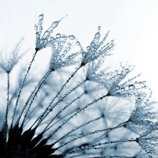 Dewy dandelion — Stock Photo, Image