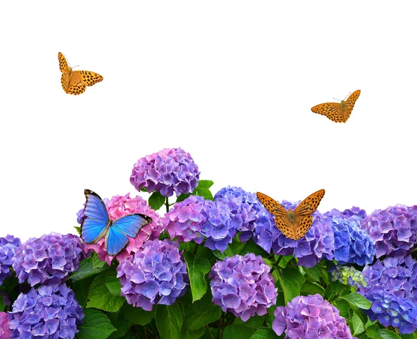 Hydrangea with butterflies — Stock Photo, Image