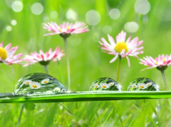 Gotas de orvalho — Fotografia de Stock