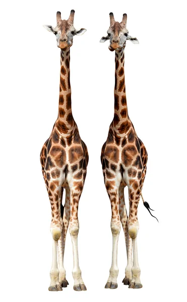 Giraffe — Foto Stock