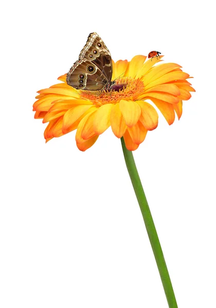 Цветок герберы с бабочкой и ладибугом — стоковое фото