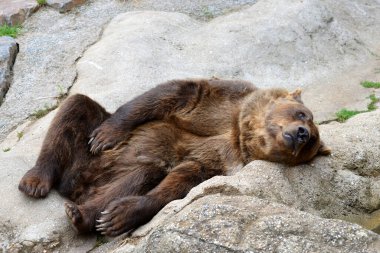Kahverengi ayı (Ursus Arctos) kayanın üzerinde yatıyor.
