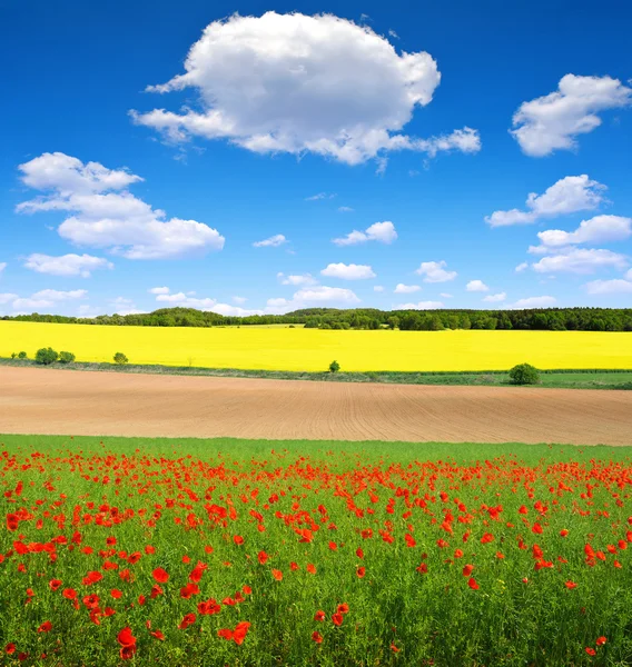 Rood papaverveld — Stockfoto