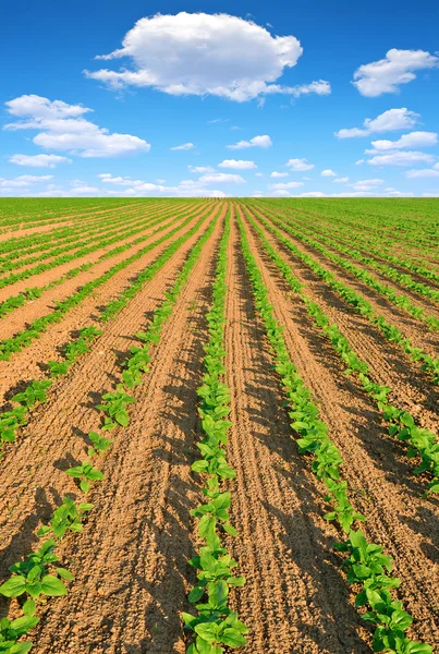 Grüne Sonnenblumen — Stockfoto