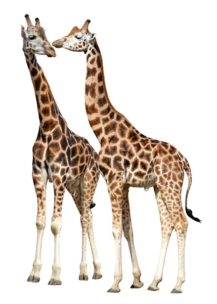 Giraffen — Stockfoto