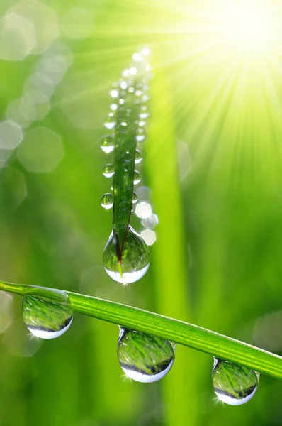 Dew drops — Stock Photo, Image