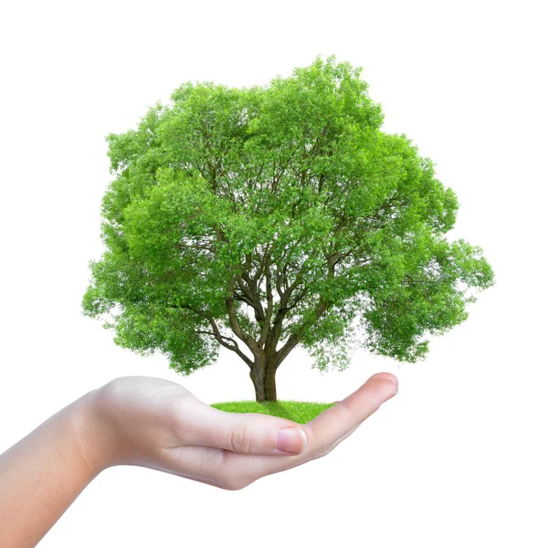 Growing tree in hand — Stock Photo, Image