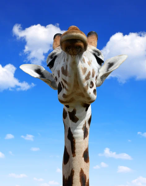 Giraffe — Stock Photo, Image