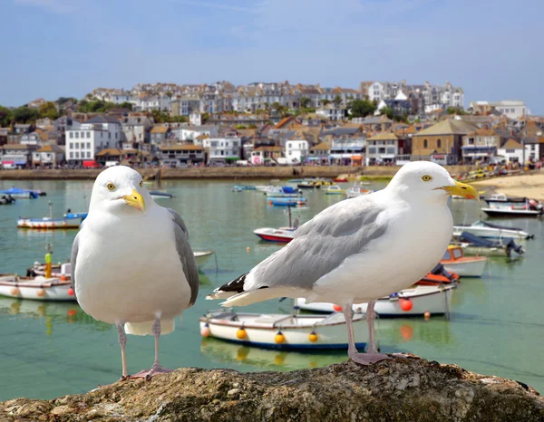 Gaivotas — Fotografia de Stock