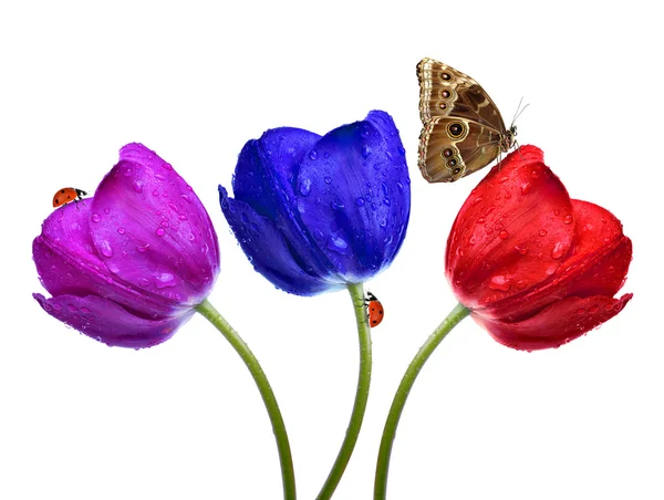 Dewy tulips — Stock Photo, Image