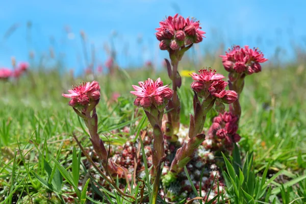 美しいピンクの花のクローズアップ山の牧草地で成長しているSempervivum MontanumまたはHouseleeks — ストック写真