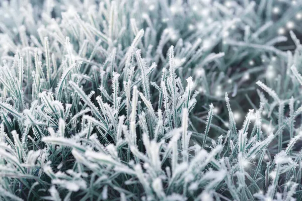 Hoarfrost Blades Grass Close Nature Background — Stock Photo, Image