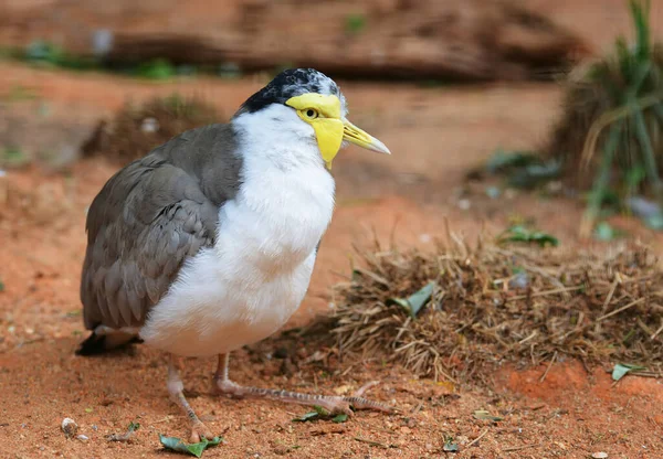 Maszkos Lapwing Vanellus Miles Ausztráliában Őshonos Madár — Stock Fotó