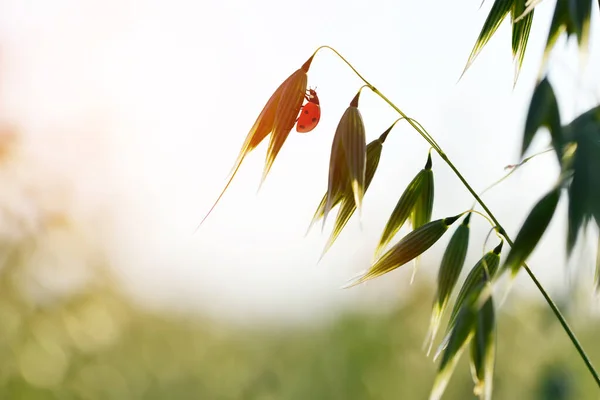 Yeşil Yulaflı Uğur Böceği Bahar Doğası Arka Planı — Stok fotoğraf