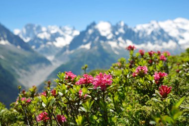 Doğa rezervi Aiguilles Rouges, Graian Alps, Fransa, Avrupa 'da Çiçekli Alp Gülü (Rhododendron ferrugineum).