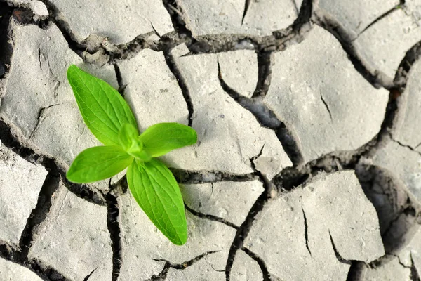 从干裂的土壤中生长的小植物 新生活概念 — 图库照片