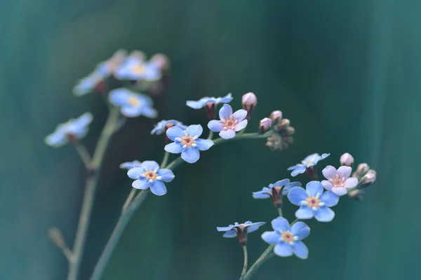 Niezapomniany Kwiat Myosotis Sylvatica Zbliżenie Łące Roślina Kwitnąca Wiosnę — Zdjęcie stockowe