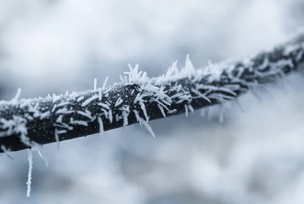 Hoarfrost Branch Tree Close Winter Nature Background — Stock Photo, Image