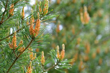 Bahar çamı dalı yakın. Doğa arkaplanı.