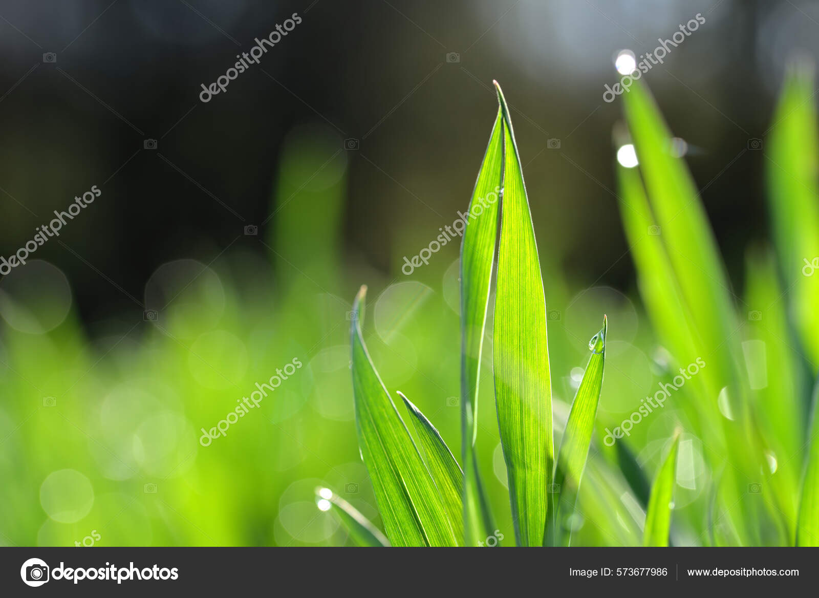 Зеленая Трава Пшеницы Прозрачными Капли Воды Поле Близко Свежая.