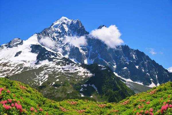 Monte Aiguille Verte Com Flor Alpine Rose Paisagem Montanhosa Reserva — Fotografia de Stock