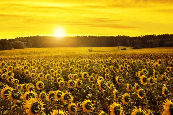 Spring Landscape Blooming Sunflower Field Sunset — Stock Photo, Image