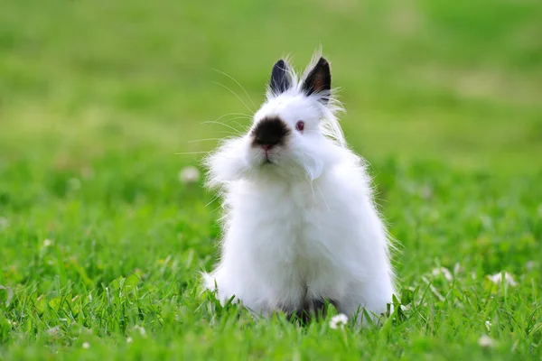 Beyaz Oyuncak Tavşan Çimlerin Üzerinde Sevimli Hayvan — Stok fotoğraf