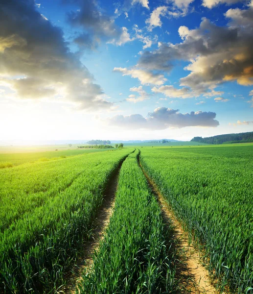 Весной Сельский Пейзаж Восходе Солнца Грязная Дорога Пшеничном Поле Чехия — стоковое фото
