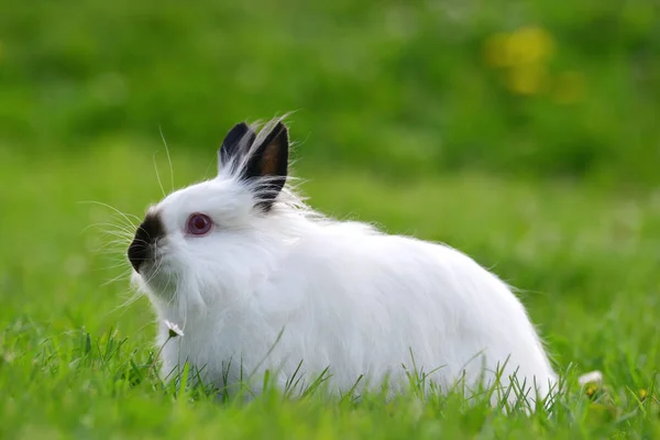 Conejo Peluche Blanco Hierba Lindo Animal Doméstico —  Fotos de Stock