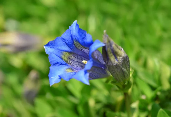 Gentian Stemless Gentiana Acaulis Uma Flor Azul Montanha Que Cresce — Fotografia de Stock