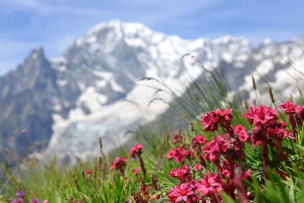 美しいピンクの花のクローズアップ Sempervivium MontanumまたはHouseleeksは山の牧草地で成長しています 背景にはモンブラン塊 モンテ ビアンコ と夏の風景 イタリアのアオスタ渓谷 — ストック写真