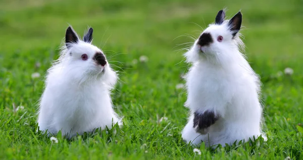 White Teddy Lapins Dans Herbe Animal Compagnie Mignon — Photo