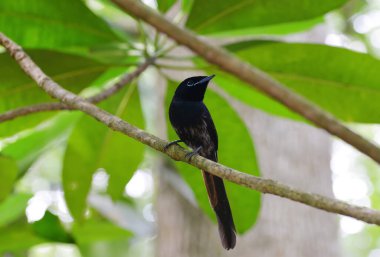 The Seychelles paradise flycatcher (Terpsiphone Corvina) on branch of tree. Small bird endemic to the island of La Digue.