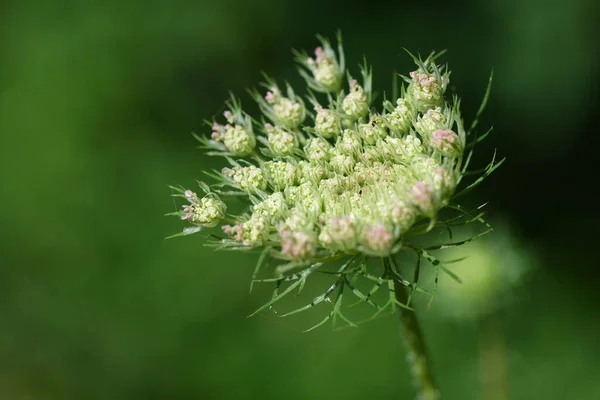 Queen Anne Lace Daucus Carota Green Nature Background — Stockfoto