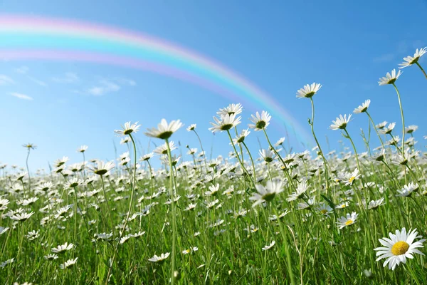 Marguerite Daisies Meadow Rainbow Background Spring Flower — Fotografia de Stock