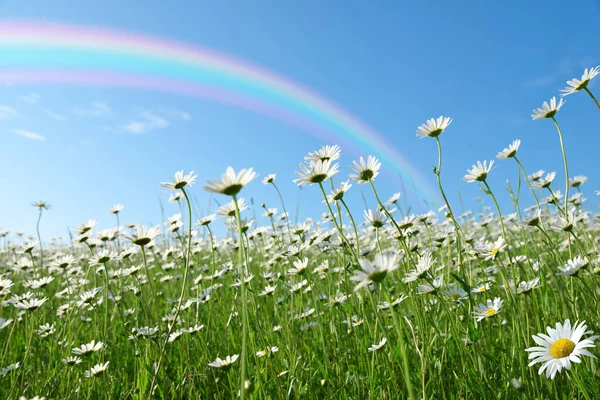 Marguerite Daisies Meadow Rainbow Background Spring Flower — Stok fotoğraf