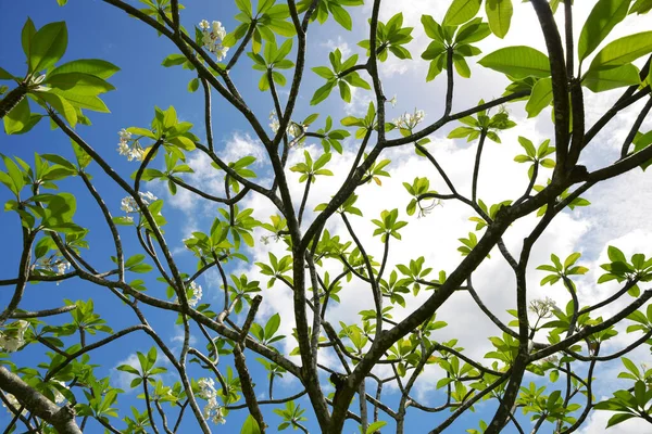 Blooming Plumeria Tree Blue Sky Background — Stockfoto