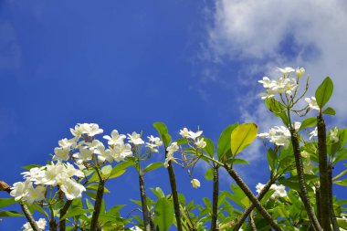 Blooming Plumeria tree with blue sky on the background.