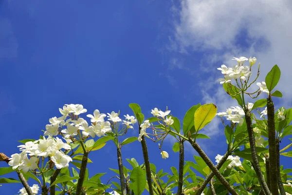 Blooming Plumeria tree with blue sky on the background.