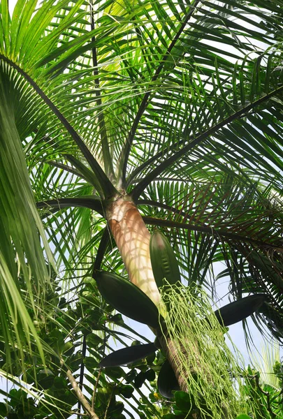 Millionaire's Salad palm or Cabbage palm ( Deckenia nobilis ) endemic to inner granitic islands of Seychelles.