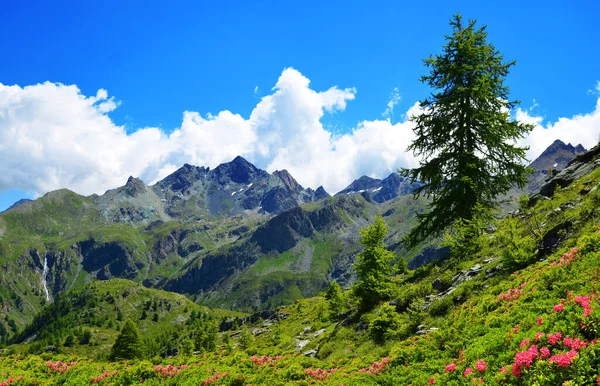 Gran Paradiso国家公园 意大利奥斯塔谷 晴天美丽的山景 — 图库照片