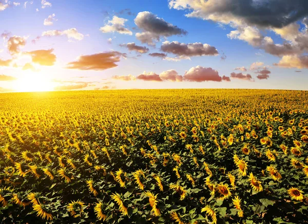 Paisaje Primaveral Con Campo Girasol Flor Atardecer —  Fotos de Stock