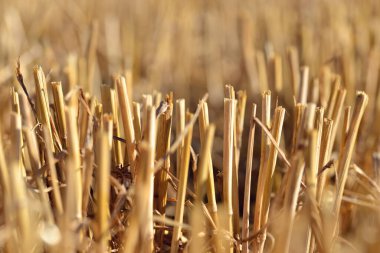 Hasattan sonra tarlada buğday kulakları yakın..