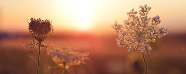 Königin Annes Spitze Daucus Carota Nahaufnahme Bei Sonnenuntergang Hintergrund Natur — Stockfoto