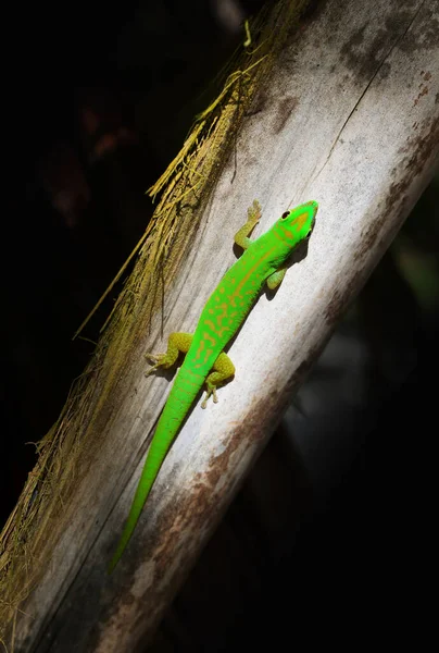 Zielony Gecko Phelsuma Astriata Jaszczurka Endemiczna Dla Seszeli — Zdjęcie stockowe