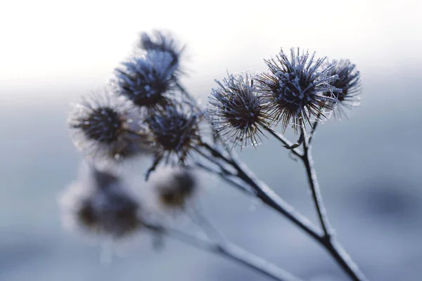 Hoarfrost Cardo Perto Inverno Natureza Fundo — Fotografia de Stock