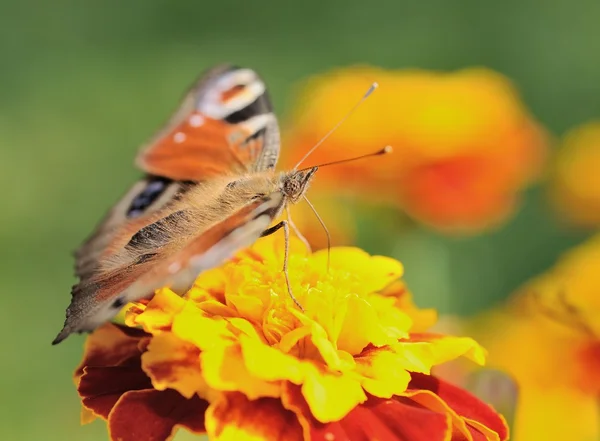 Butterfly (Peacock) — Stock Photo, Image