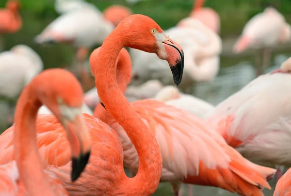 Roze flamingo 's — Stockfoto