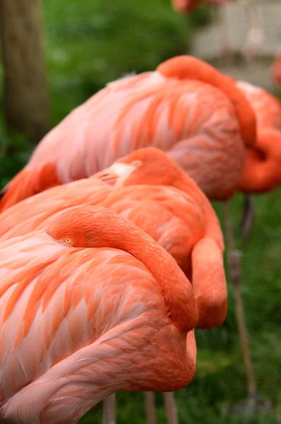 Resting Flamingos — Stock Photo, Image